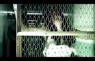 婊子在一个三人行 威廉种子色情